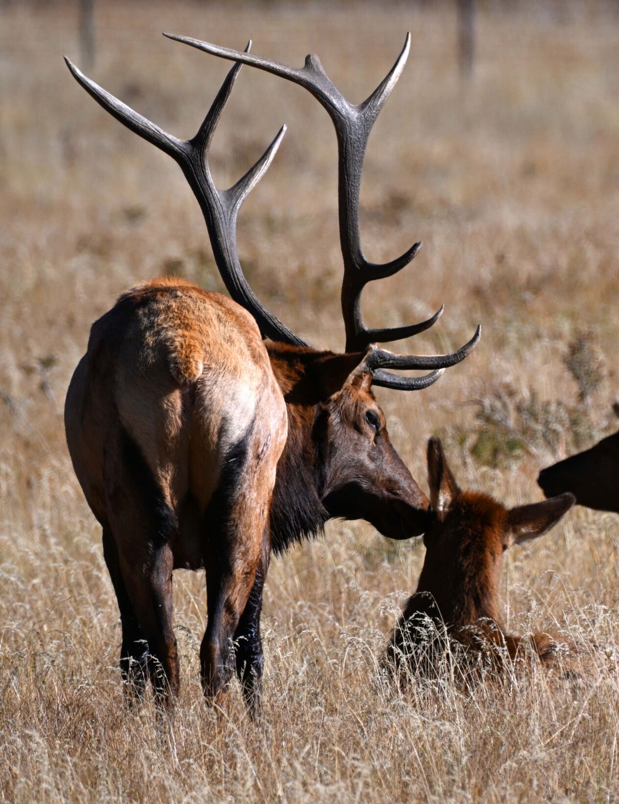 100922-life-elk 5.jpg